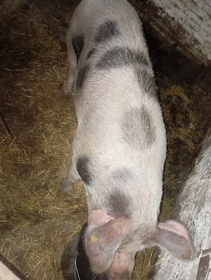 Porc craciun