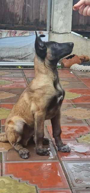 Belgian Malinois - imagine 5