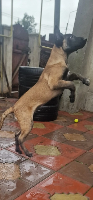 Belgian Malinois