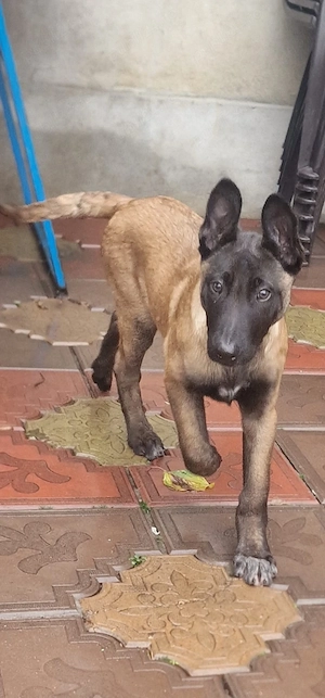 Belgian Malinois - imagine 3
