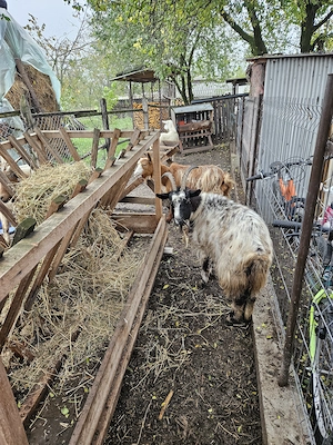 Bună ziua! Vând 6 capre gestante, toate la un loc, la prețul de 2500lei. - imagine 5