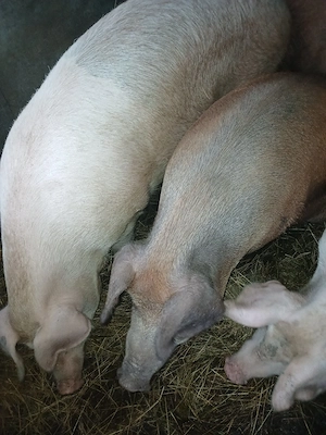 porci de talie mare - imagine 2