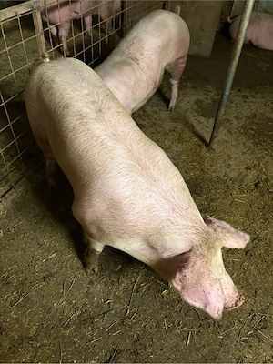 Porci de carne 100-160 kg 