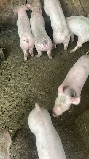 Vând purcei de 8 săptămâni, preț 350 lei. - imagine 3