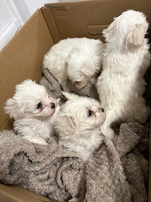 Bichon maltez mini toy - imagine 2