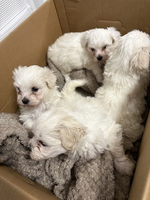 Bichon maltez mini toy - imagine 3