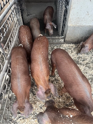 Vand purcei duroc ! - imagine 5