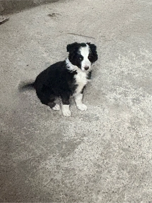 catei Border collie  - imagine 2