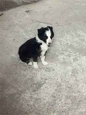 catei Border collie  - imagine 4