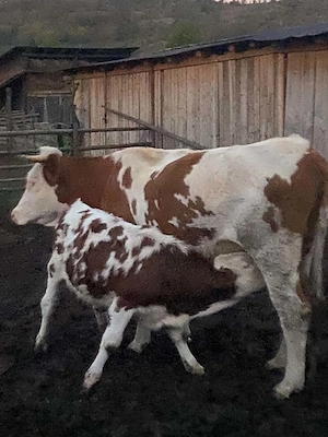 Vând doua junici montate  cu vitei lângă ele și un taur de 1 an jumate  - imagine 2