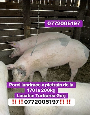 porci de carne 170-200kg - imagine 2