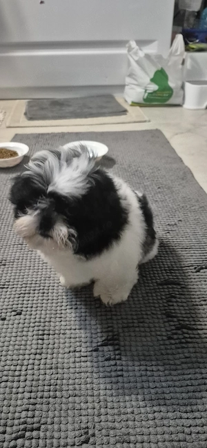shihtzu mascul 2 luni si o saptamana