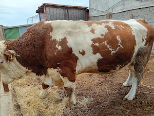 Taur bălțat simmental 