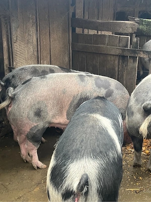 vând porci în comuna Fizeșu Gherlii