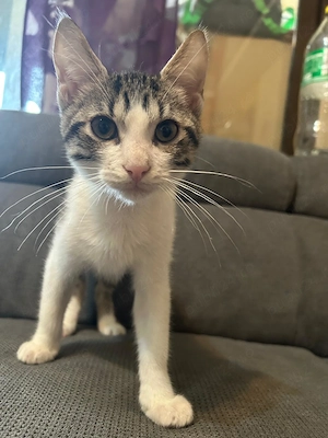 O inimioară pe lăbuțe își caută familia! Smoky, un moțan de 3 luni (educat la litieră), este gata să