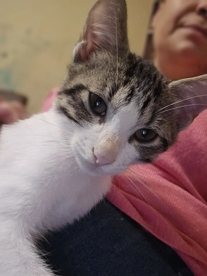O inimioară pe lăbuțe își caută familia! Smoky, un moțan de 3 luni (educat la litieră), este gata să - imagine 3