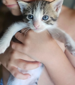 O inimioară pe lăbuțe își caută familia! Smoky, un moțan de 3 luni (educat la litieră), este gata să - imagine 2