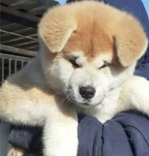 Akita Inu Japonez   Pui de Exceptie | Canisa Autorizata - imagine 3