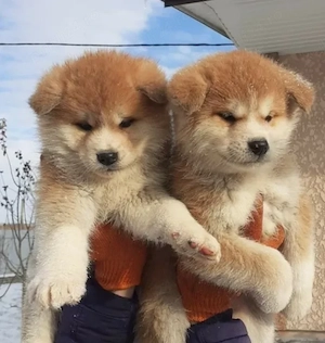 Akita Inu Japonez   Pui de Exceptie | Canisa Autorizata - imagine 4