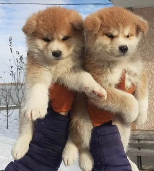 Akita Inu Japonez   Pui de Exceptie | Canisa Autorizata - imagine 2