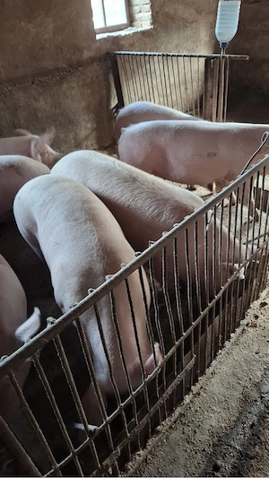 Porci, 100-160kg, de carne
