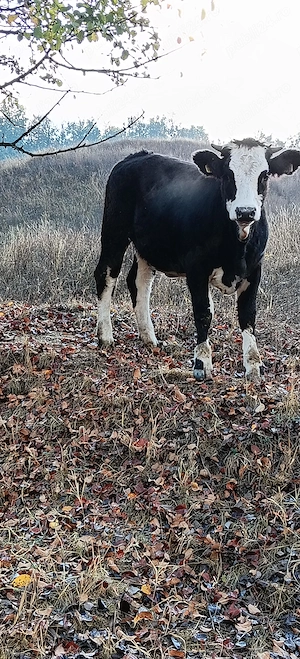 Două juninci de vânzare 