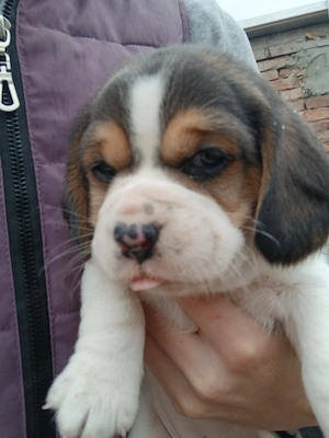 Vand pui beagle 