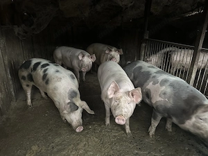 Vand porci 180-250 kg