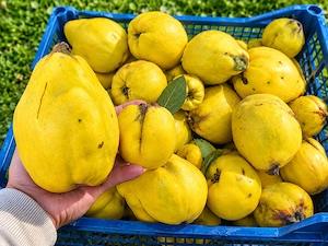 Vând gutui proaspete, parfumate și bine coapte, direct din livadă!  Ideale pentru dulceață, compot