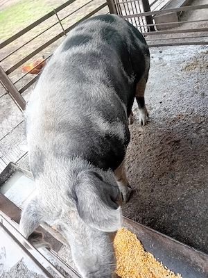 De vanzare porci 