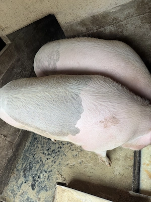Porci de vanzare