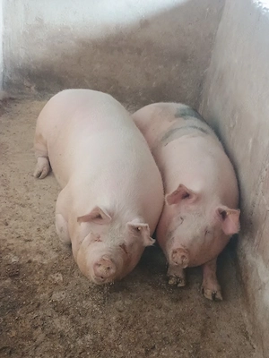 porci grasu de sacrificat 