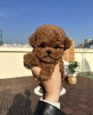 Maltipoo Poodle   Pudel Mini Toy