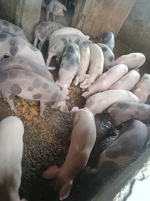 grasuni de vamzare castrați 