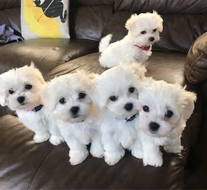 Pui Bichoni Maltese talie mica