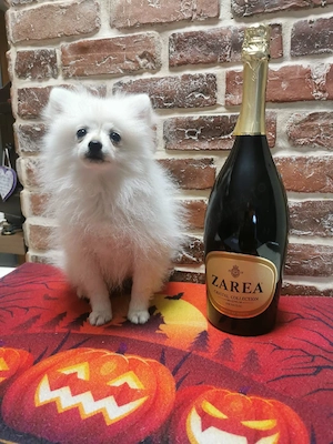 pomeranian mini toy vaccinat complet 