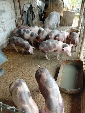 Vand porci 