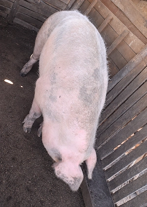 Porci de vânzare 