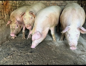 vand 4 porci rasa de carne 155-158-160-162 kg toti mascu 