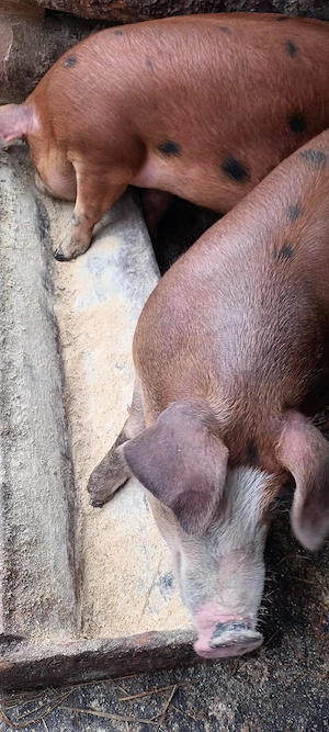 Vând porci la 85-90kg . 2 buc. la 1000 lei.buc. - imagine 4