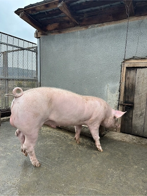 Porc de vânzare - imagine 2