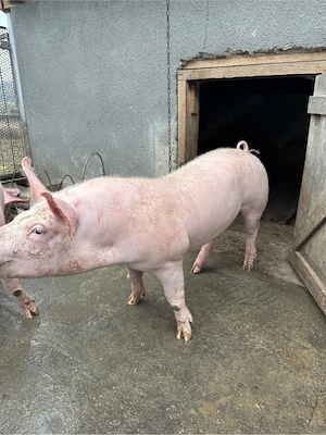 Porc de vânzare - imagine 3