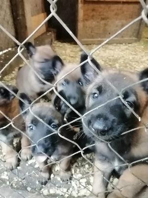 Căței ciobănesc belgian malinois 