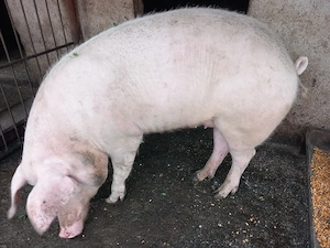Porci de vânzare 