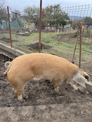 porci grași 170-200 kg - imagine 2