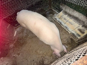 Vand porc 