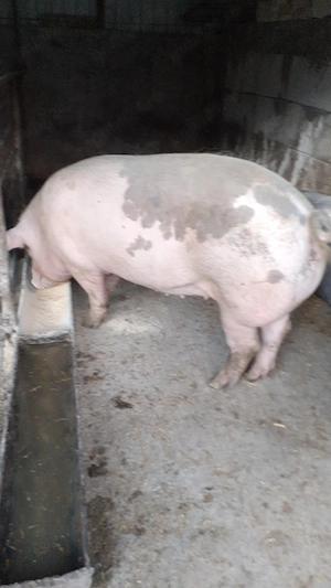 Porci de vânzare acum sau de Crăciun  - imagine 2