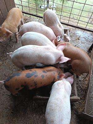 Vând purcei landrace 