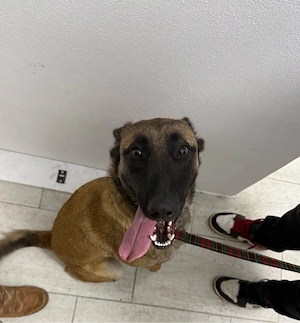 ofer malinois spre adoptie