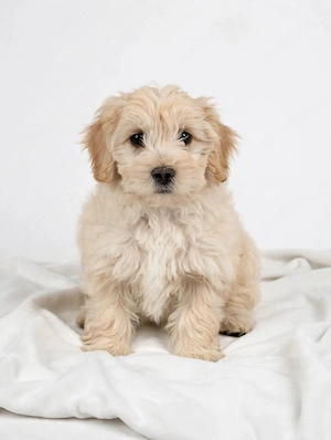 Maltipoo,maltesse si pudel 